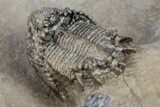 Superb Lichid Trilobite (Akantharges) - Tinejdad, Morocco #209629-4